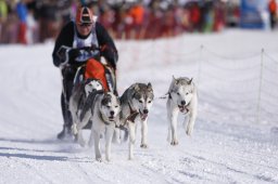 Lenk 2013